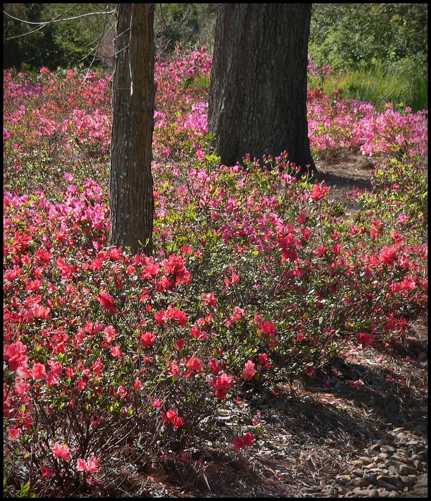 Azaleas & Shadows Under Trees Taken by me at Shangri La Ga… Flickr