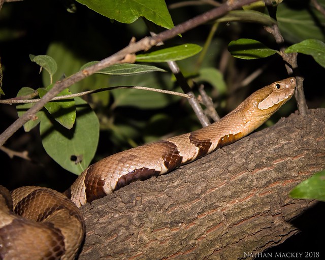 Flickriver Snakes on the Plains Photography's photos tagged with