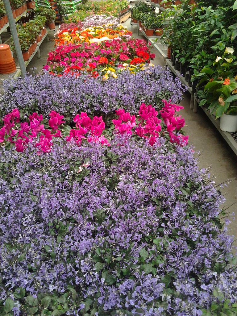 Flower delivery Home Depot Mexico Vikkun Flickr