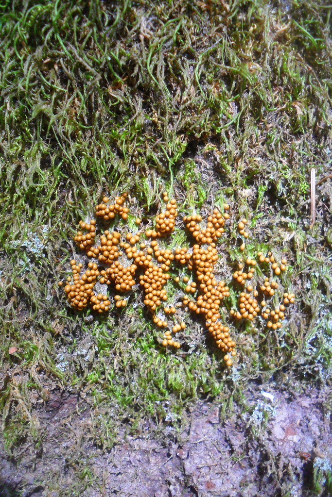 spider eggs dennis Flickr