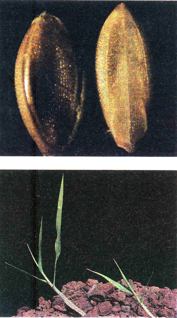 Upland Rice Weeds of South and Southeast Asia_p64b Flickr