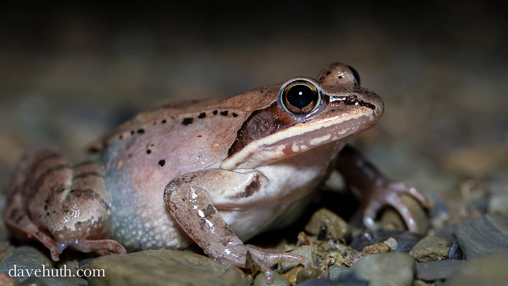 Wood Frog (Rana sylvatica) A local vernal pool is full of … Flickr