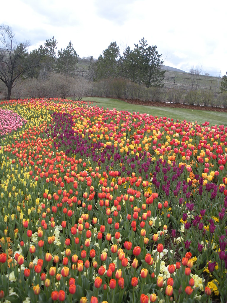 thanksgiving point tulips 014 Kim Flickr