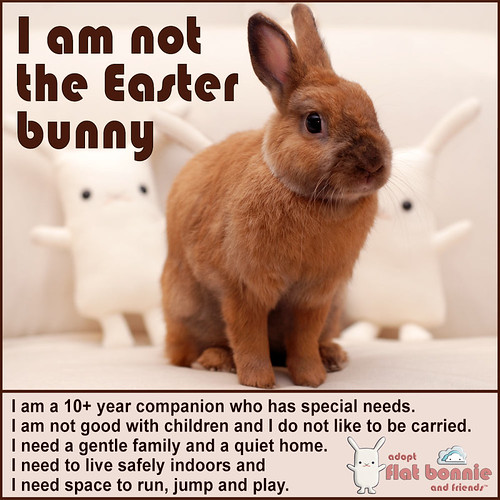 I Am Not The Easter Bunny. A message from Pinky and Flat B… Flickr