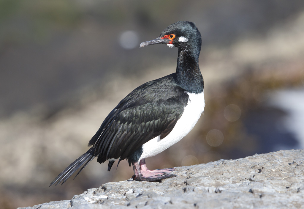 Falklands Rock Cormorant on Bleaker Island. For video see… Flickr