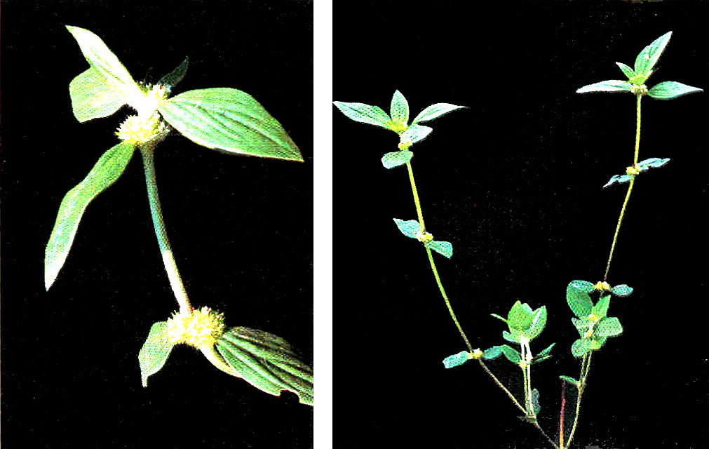 Upland Rice Weeds of South and Southeast Asia_p99c Flickr