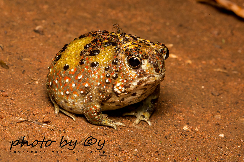 The Crucifix Toad or Holy Cross Frog (Notaden Flickr