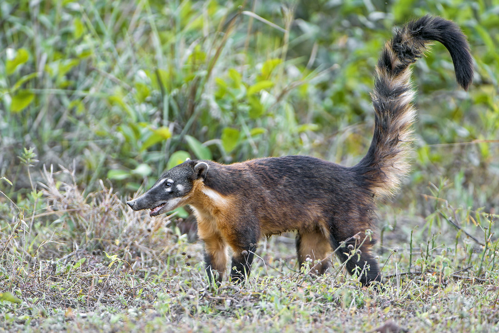 Another coati Second coati picture, I could get some good … Tambako