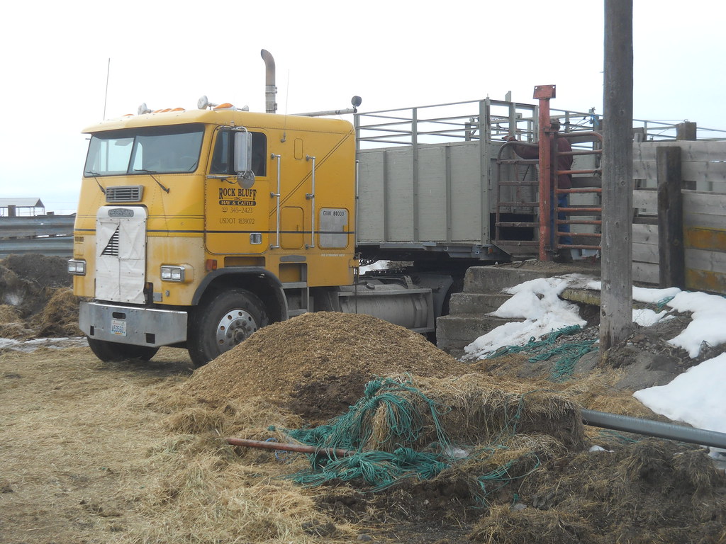 Freightliner Unloading Cattle At Stockton, Davenport, Wa Flickr