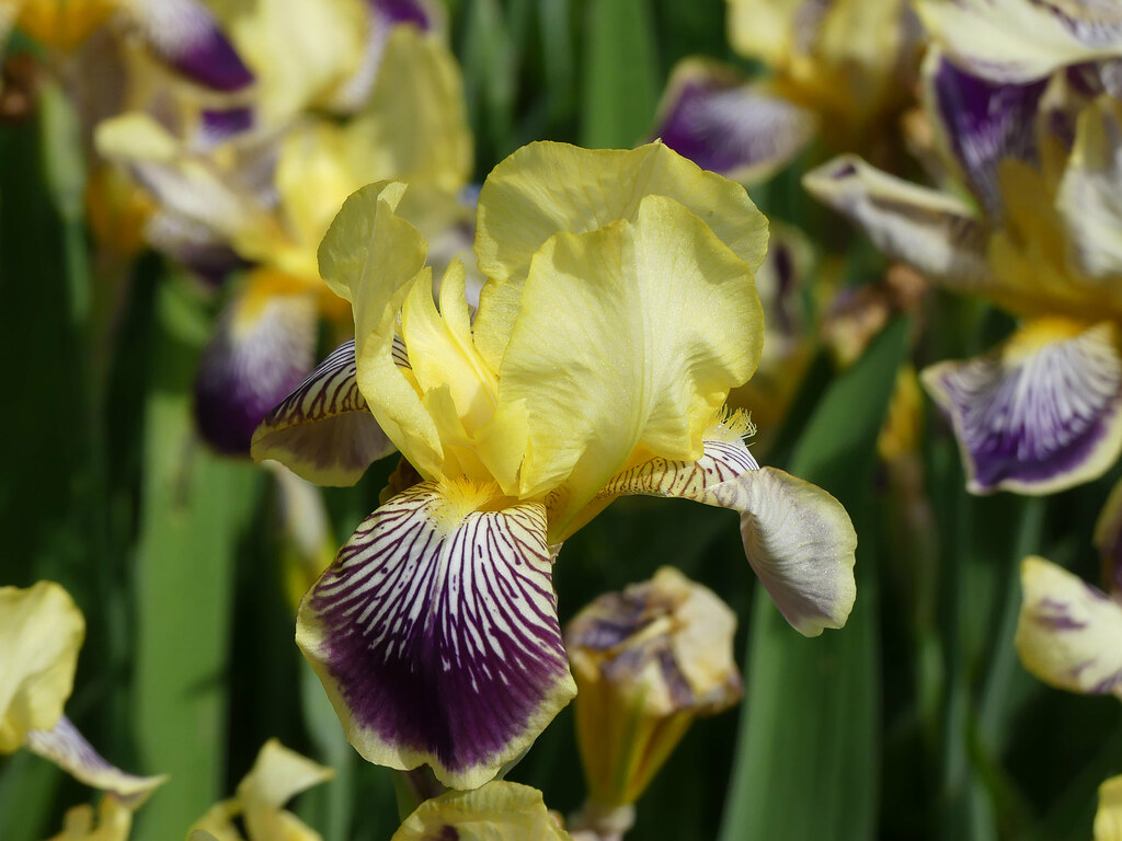 yellow and purple bearded Iris (Iris germanica cultivar) Flickr
