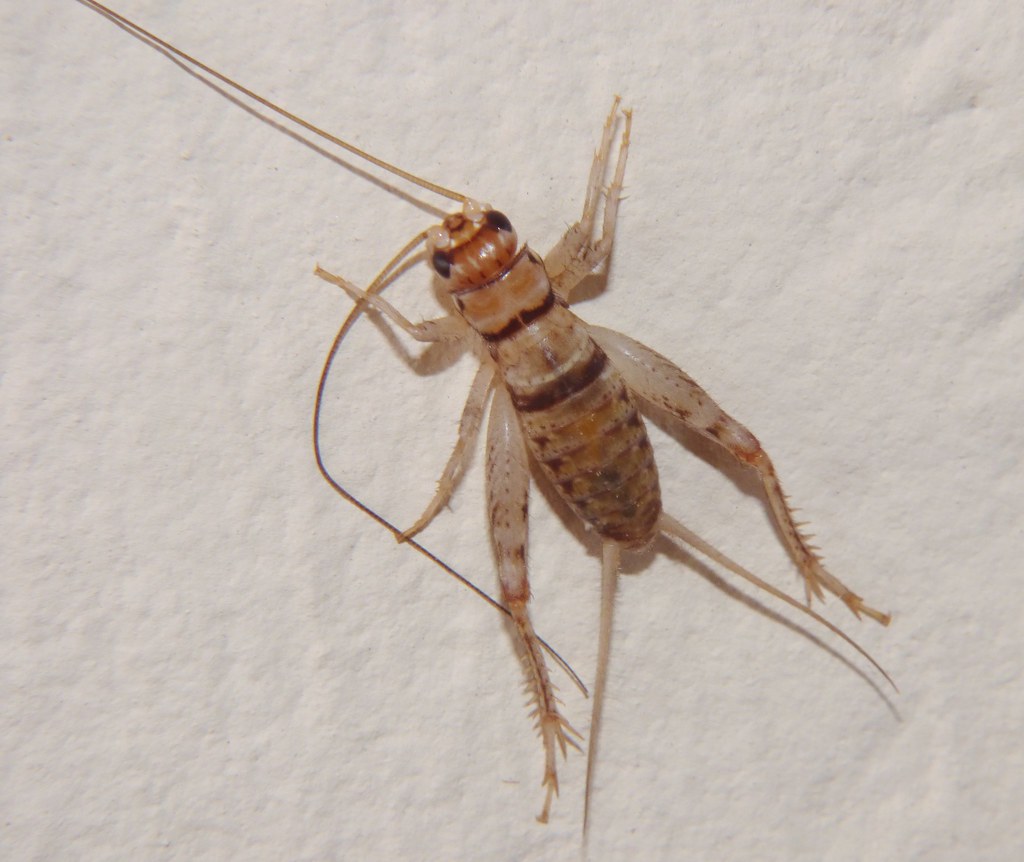 Tropical House Cricket Gryllodes sigillatus Pima Coutny, A… Flickr