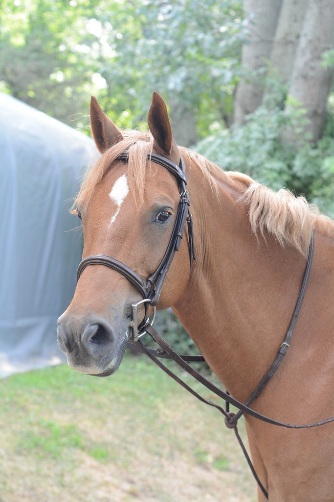 DSC_0019 Dapper Dan Farm Horse Show Rhode Island 0806201… Appy
