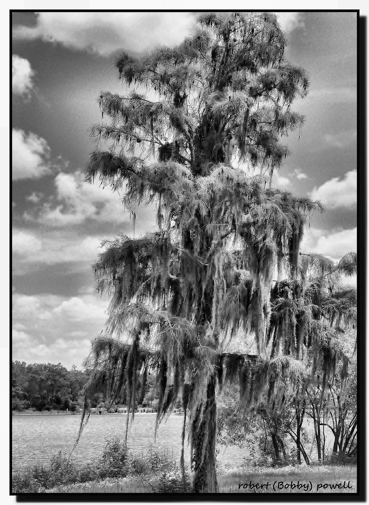 "PineSpanish Moss Tree" "PineSpanish Moss Tree" Flickr