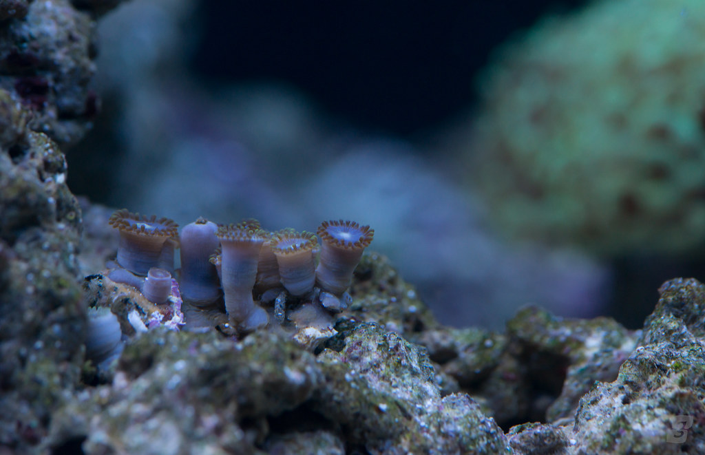Blue Steel Zoanthids Graham Mayers Flickr