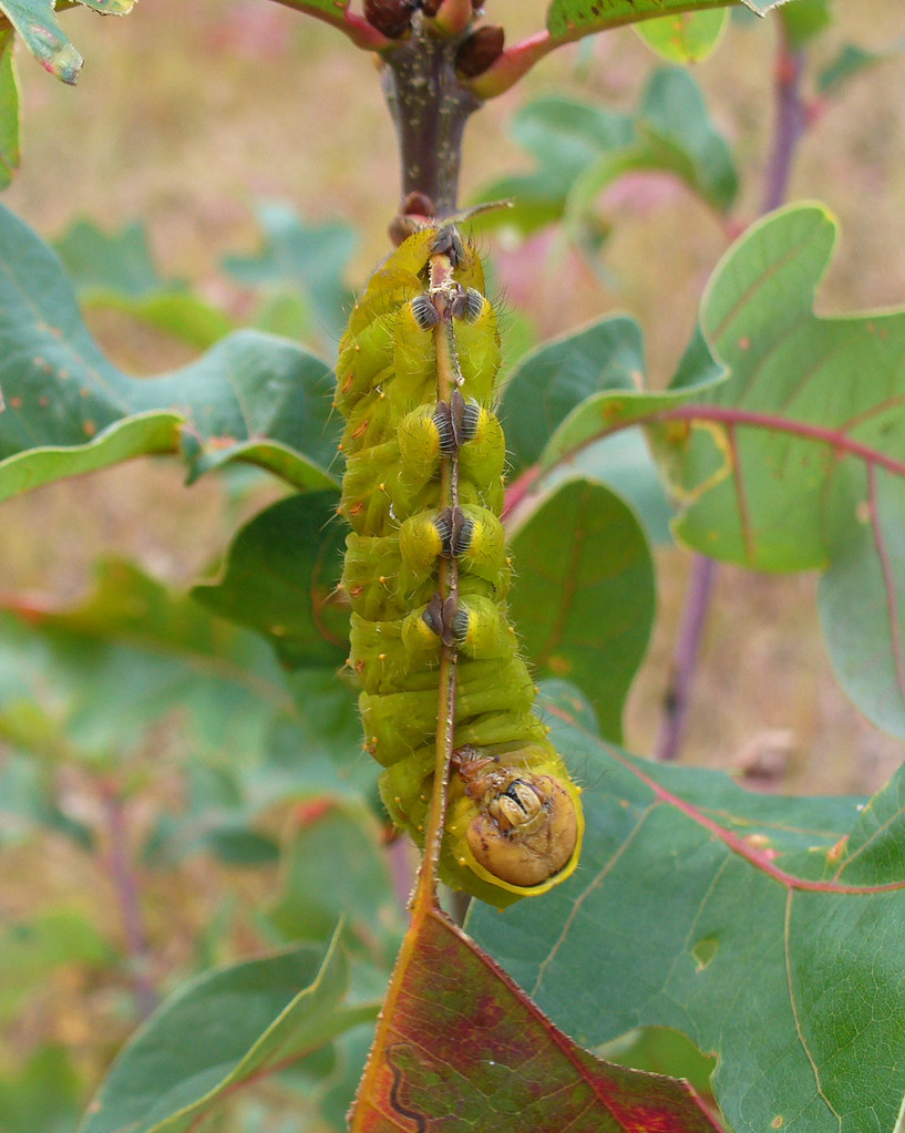 Polyphemus Moth Caterpillar Polyphemus moth caterpillar ph… Flickr