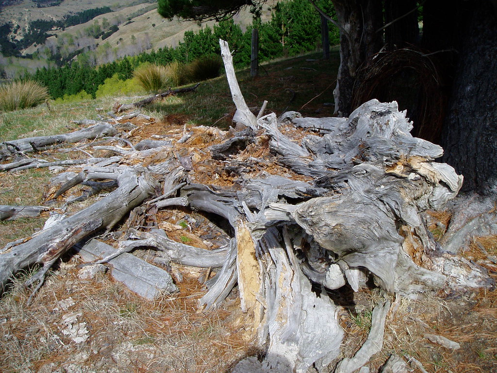 An extree OLYMPUS DIGITAL CAMERA Chris Laurenson Flickr