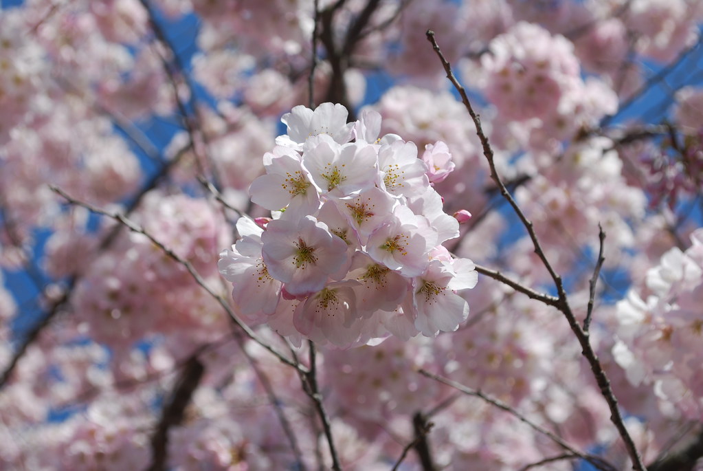 Cherry Tree blossoms Cary, NC jsbuys Flickr