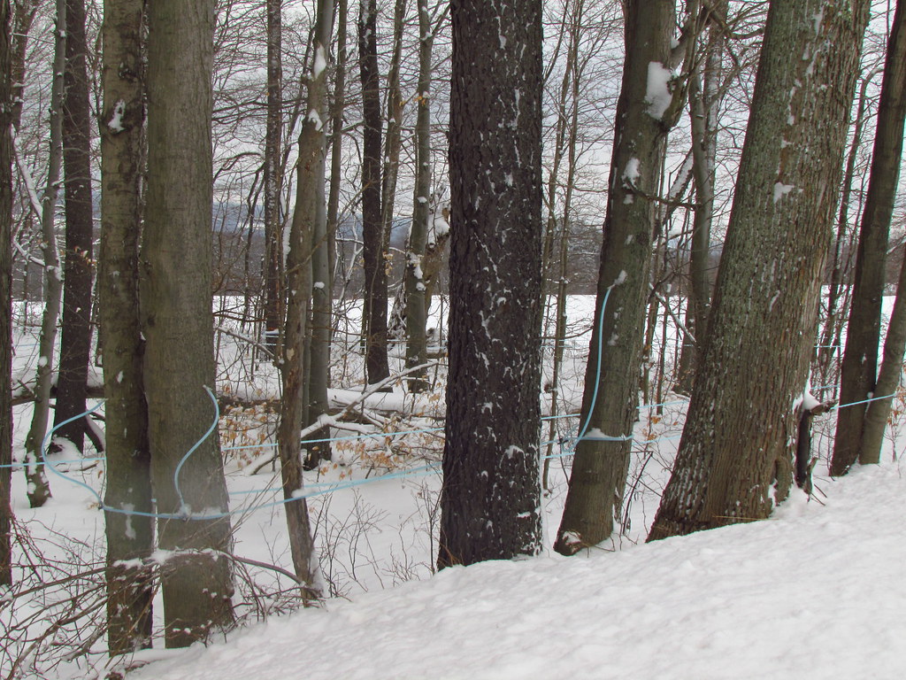 Elevation of Burroughs Rd, Cowlesville, NY, USA Topographic Map