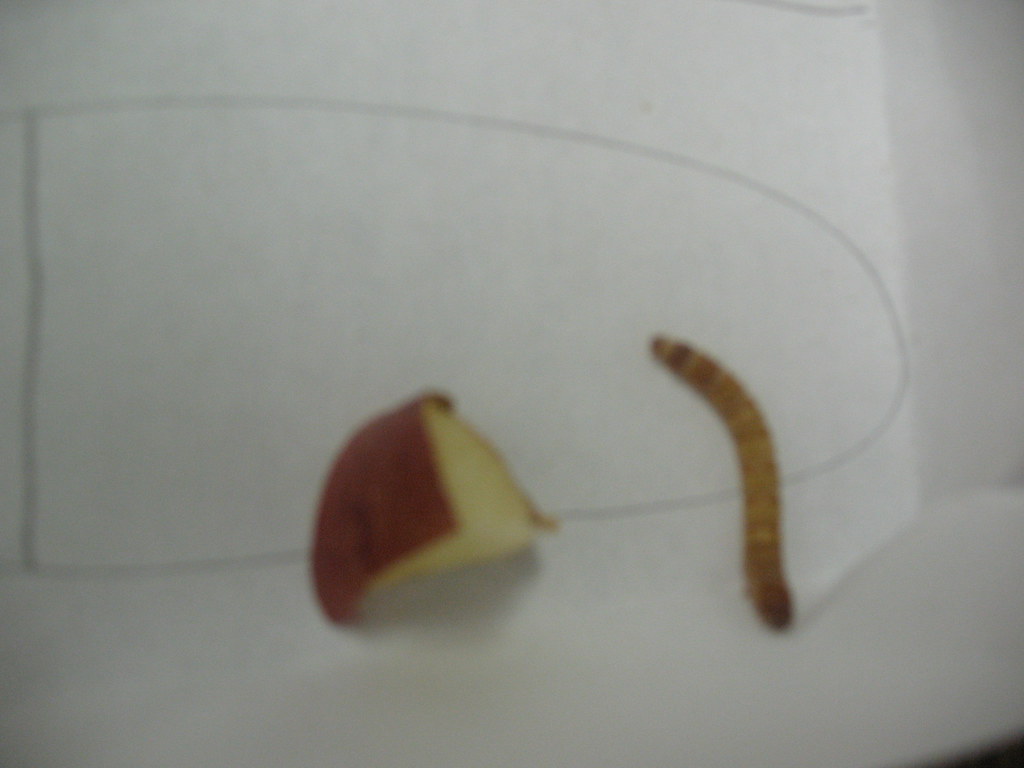 Mealworm lab Flickr