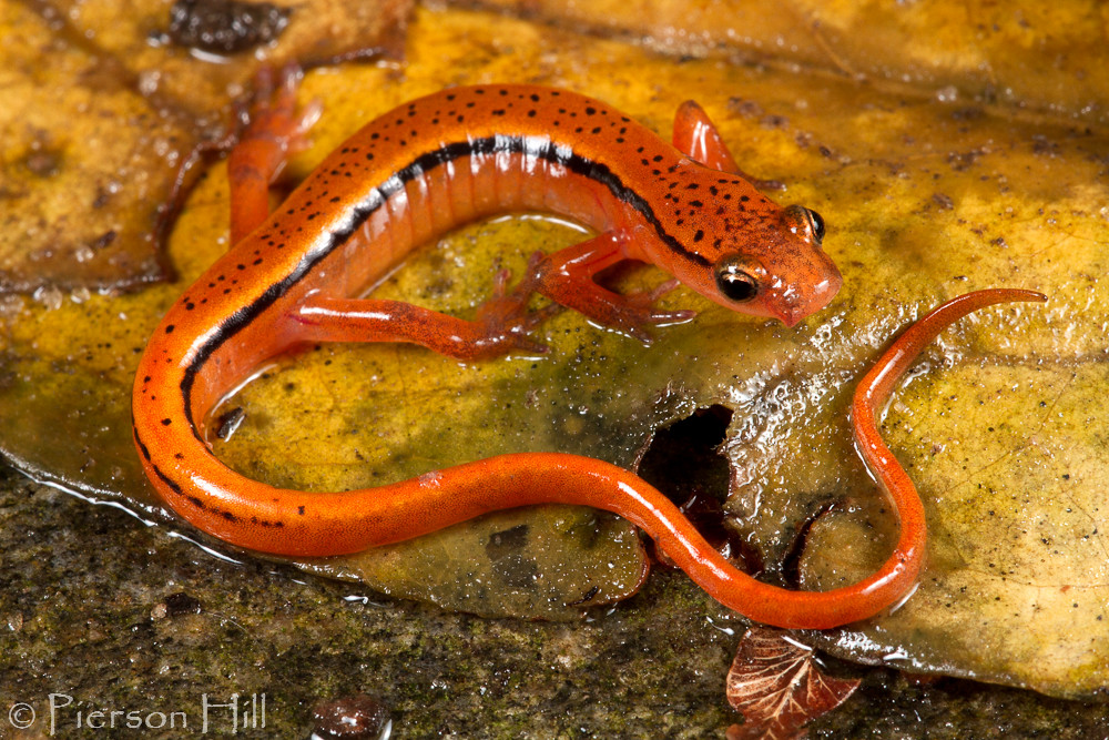Flickriver Photoset 'Blue Ridge Twolined Salamander (Eurycea wilderae