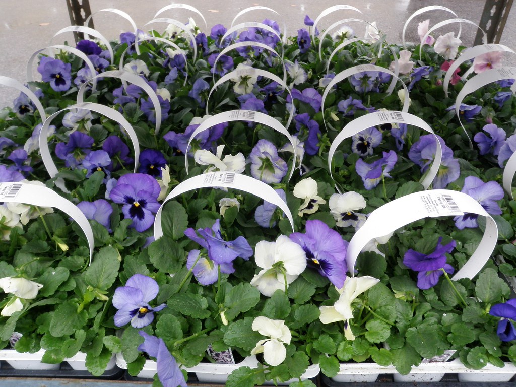 Pansy 306 (2) White's Nursery & Greenhouses, Inc. 180096… Flickr