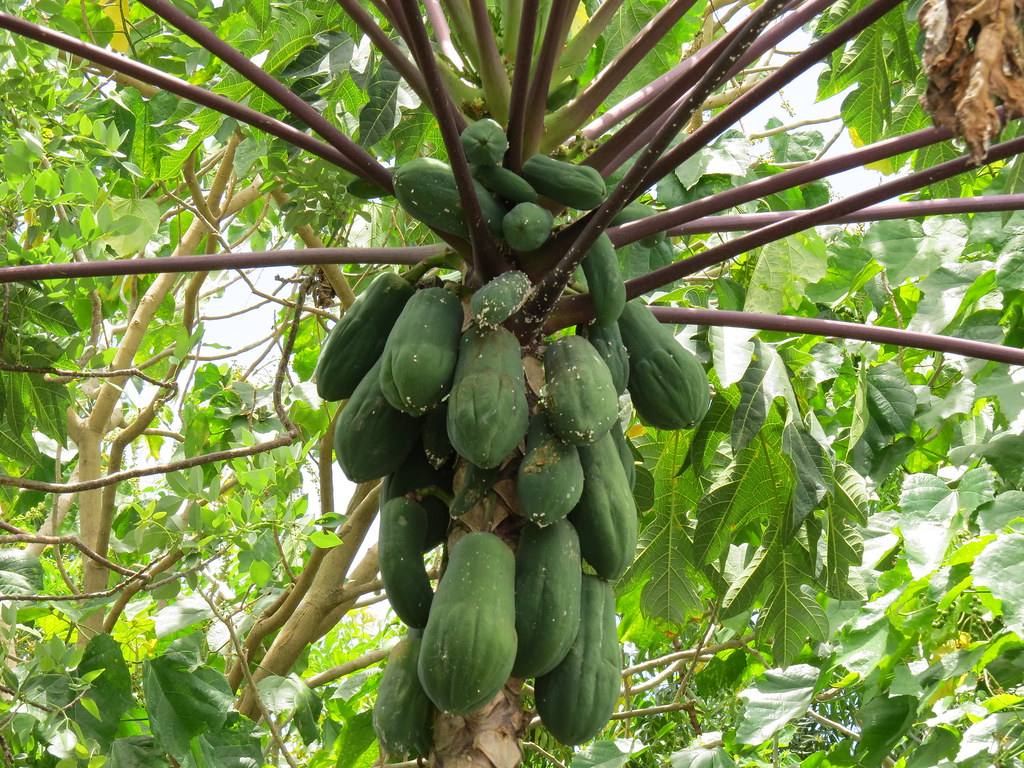 Green Papaya Rebecca Dongallo Flickr