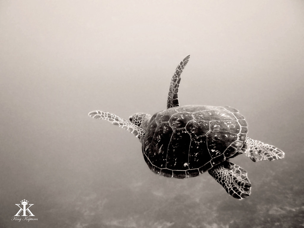 Scuba Diving Okinawa 2016, Toilet Bowl, flying with a sea … Flickr
