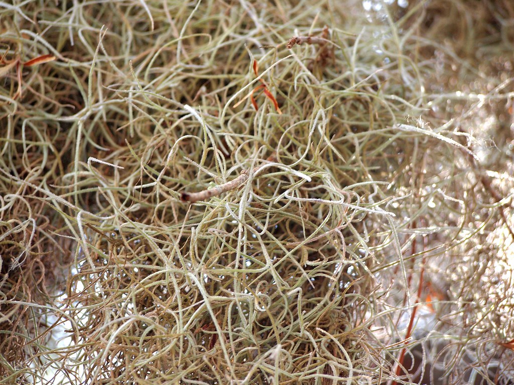 Spanish moss 2 tommysloancamp Flickr