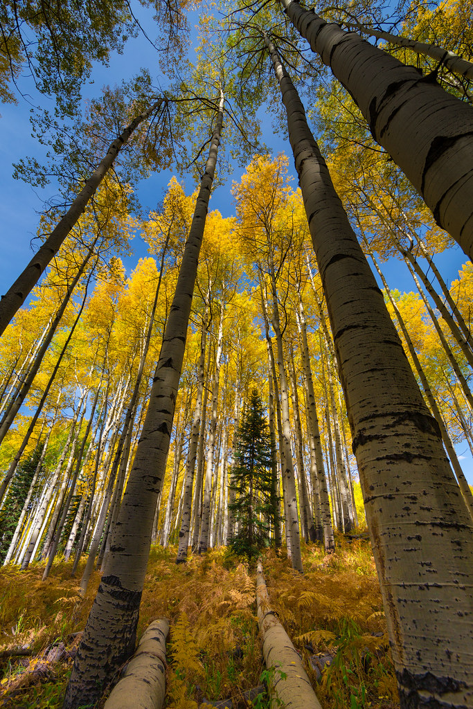 Kebler Pass in the Fall Kebler Pass outside of Crested But… Flickr