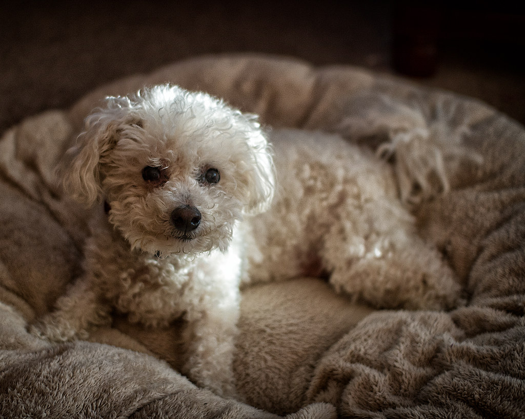 Buddy This is a shot of our 10 year old Bichon Frise, Budd… Flickr