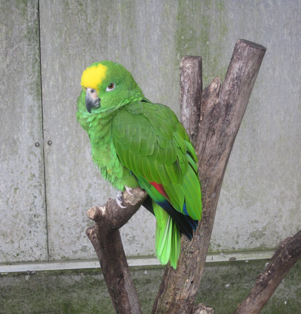 Green amazon parrot in Madeira Botanical Gardens . Leimenide Flickr