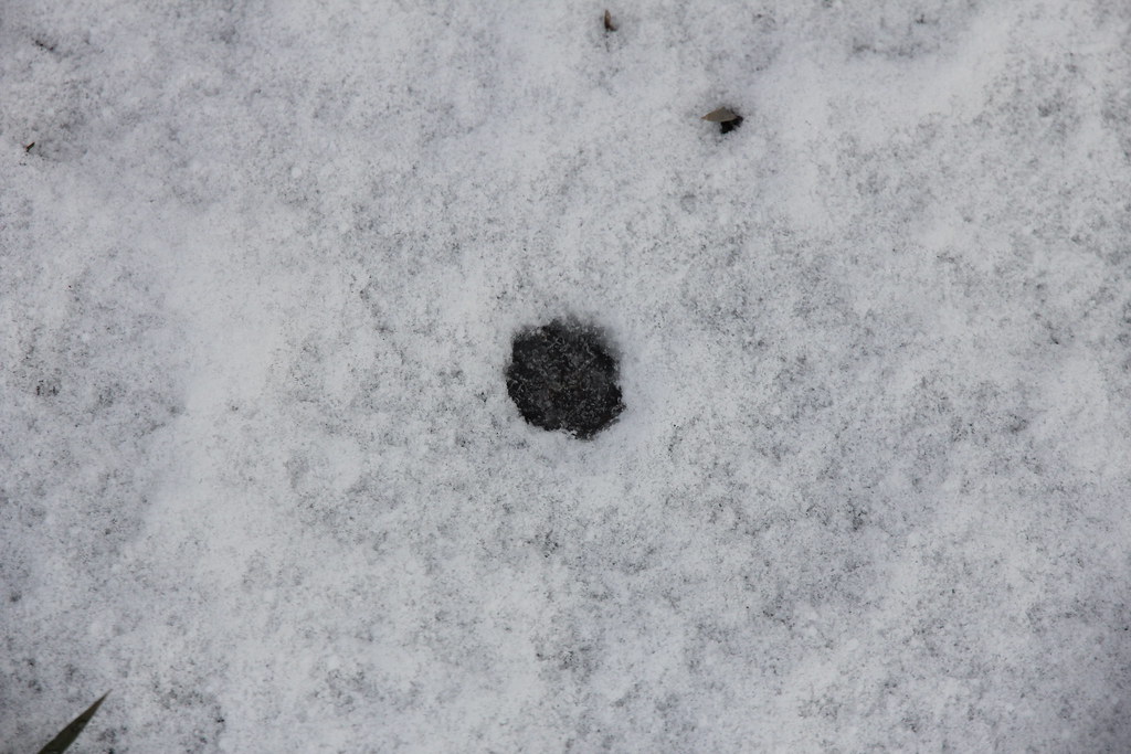 House cat tracks in the snow c Flickr