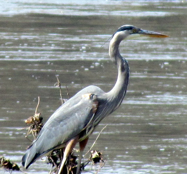 Great Blue Heron Lower Haw River Trail Pittsboro NC 0127 Flickr