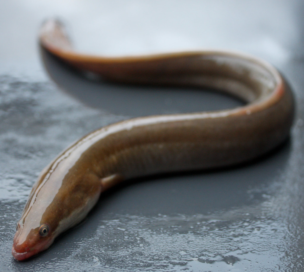 European eel (Anguilla anguilla) Critically Endangered Flickr
