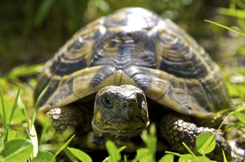 Tortue Corse, Ventiseri 12 avril 2013 Tortue dHermann