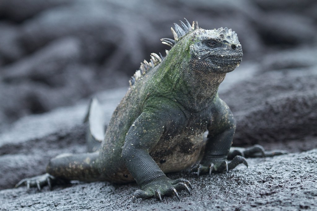 Marine iguana Brian Gratwicke Flickr