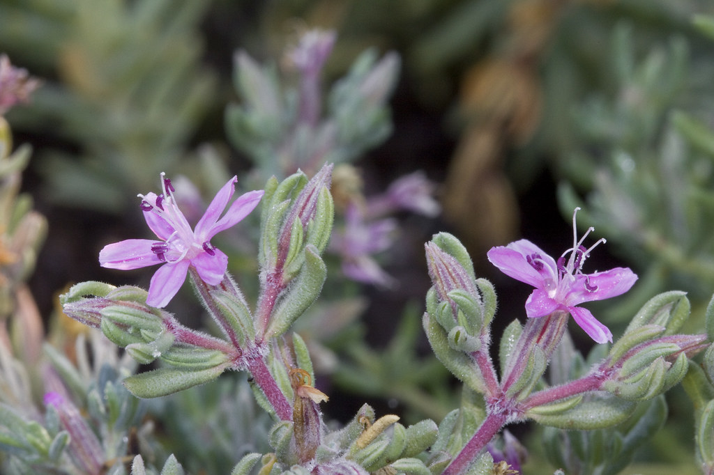 Frankenia salina, MCH, Alkali Heath Morro Bay, CA CarrizoPhoto Flickr