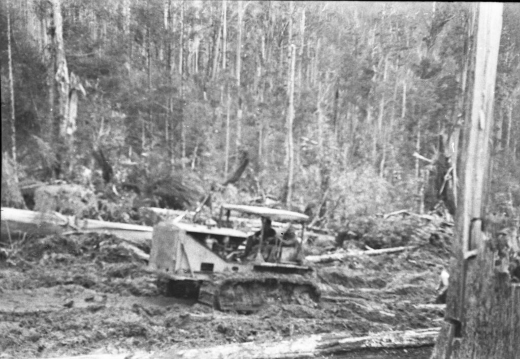 DL001_571 Australian Newsprint Mills logging, possibly Sty… Flickr