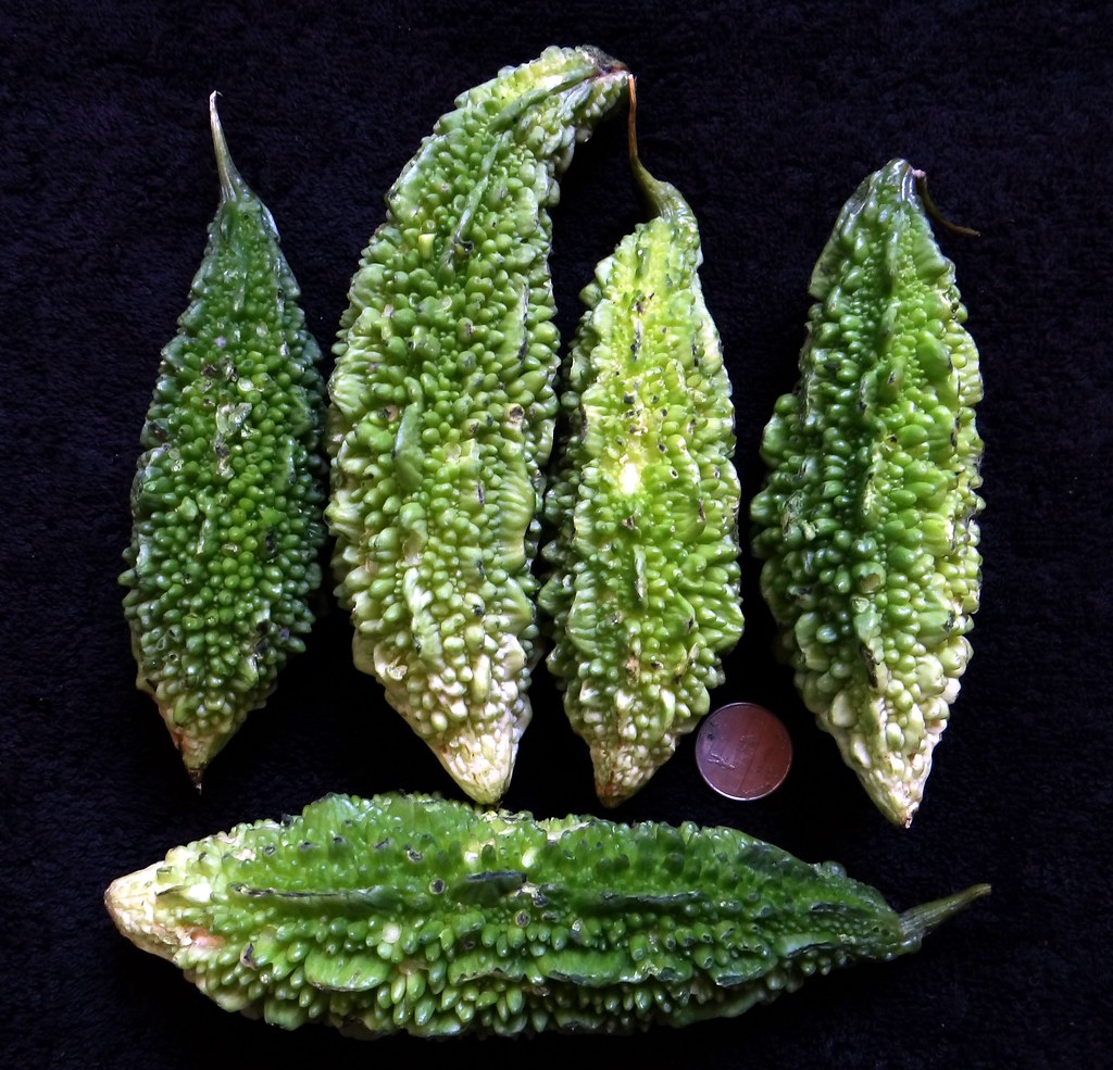 BITTER MELON 4 / (Bengali = করলা) Bitter Melon should not… Flickr