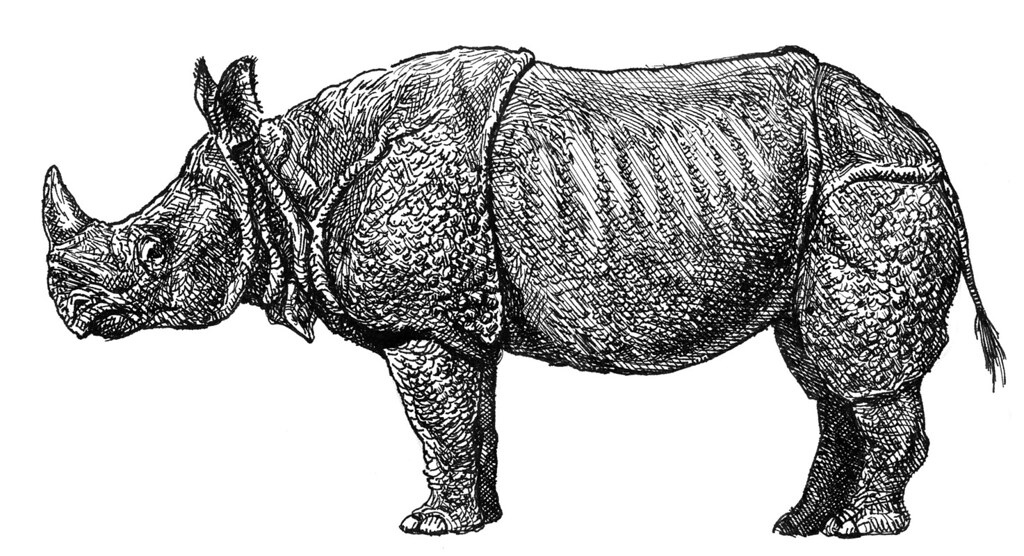 Indian rhinoceros. Indian rhinoceros. Ink and pen