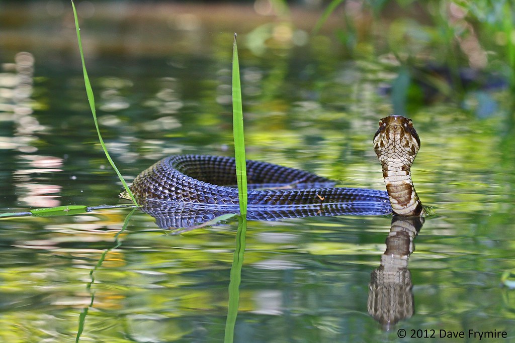 Cottonmouth Calloway Co. KY The head of Agkistrodon pisc… Flickr