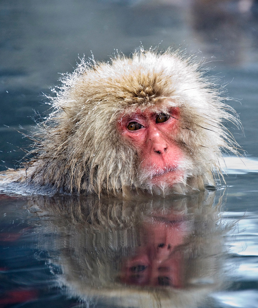 Macaque In Jigokudani Monkey Hot Spring Copyright © Daniel… Flickr