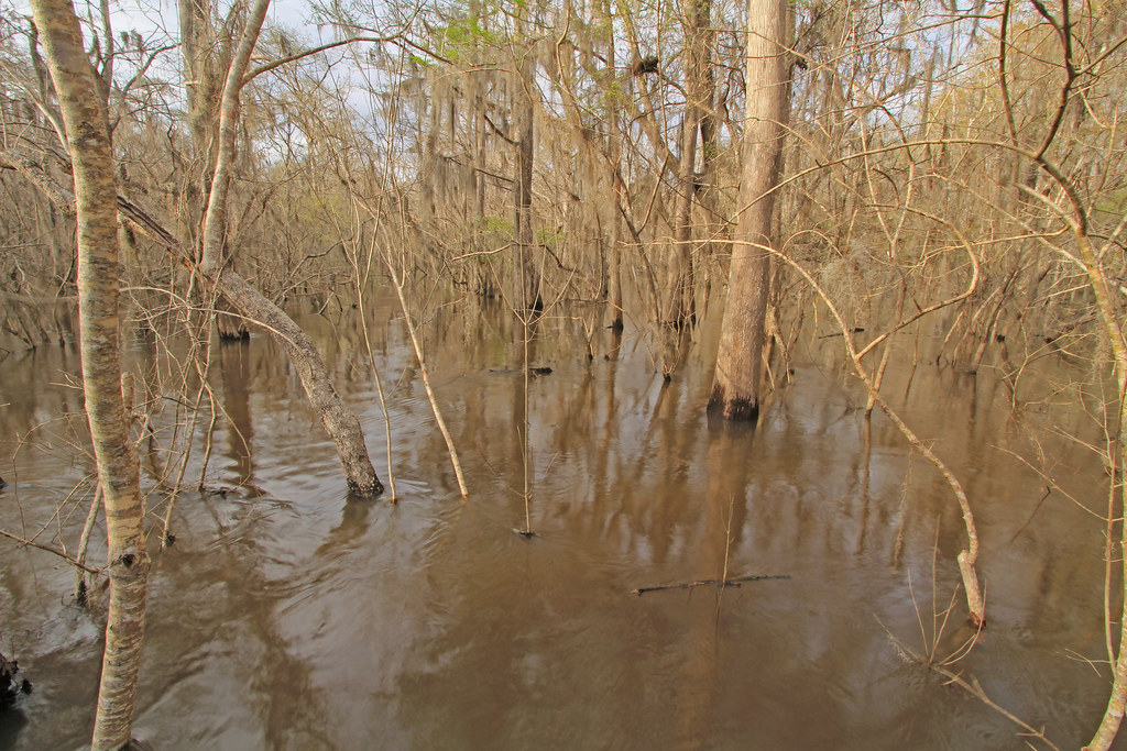 Altamaha River flood plain, Altamah River flood water, Alt… Flickr