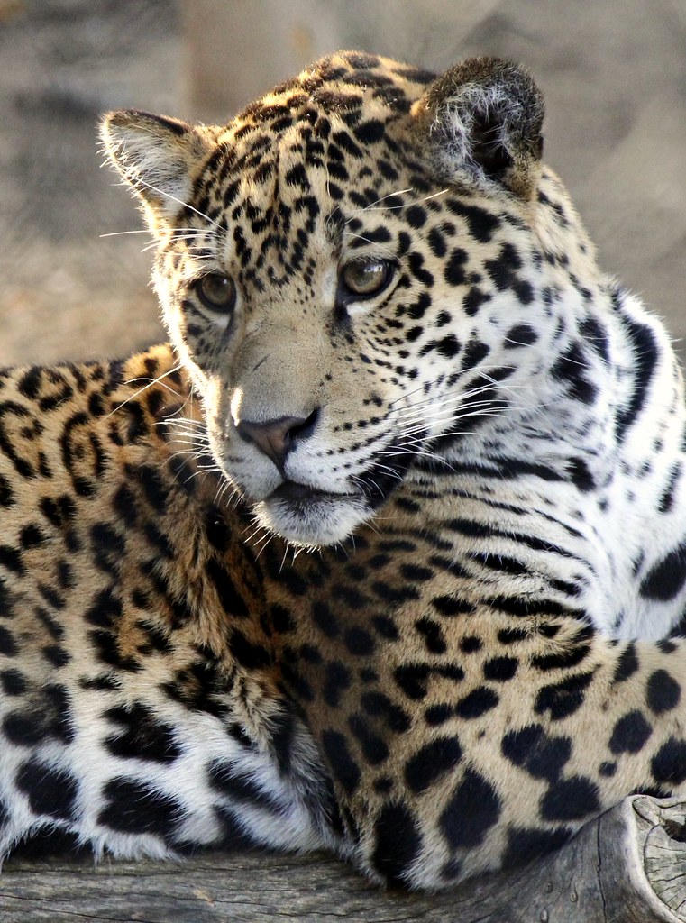 Jaguar The jaguar is a large cat and has a compact