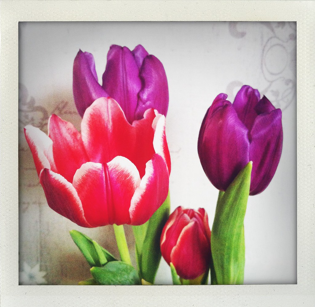 88365 Flowers Lynda Flickr