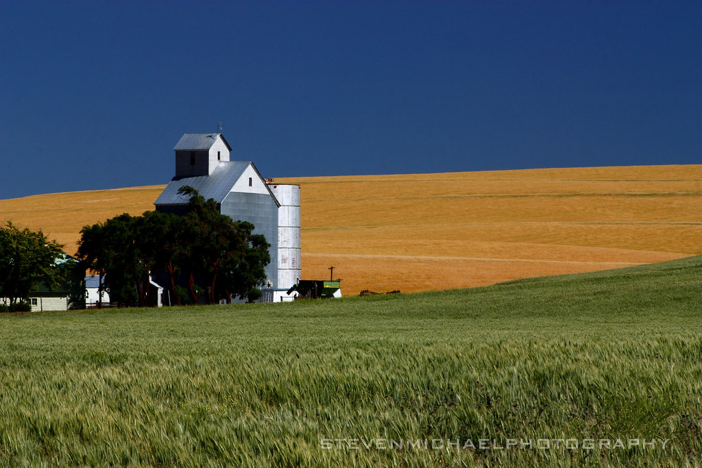 Wasco Wheat Farm Not far from Locust Grove Oregon, the whe… Flickr