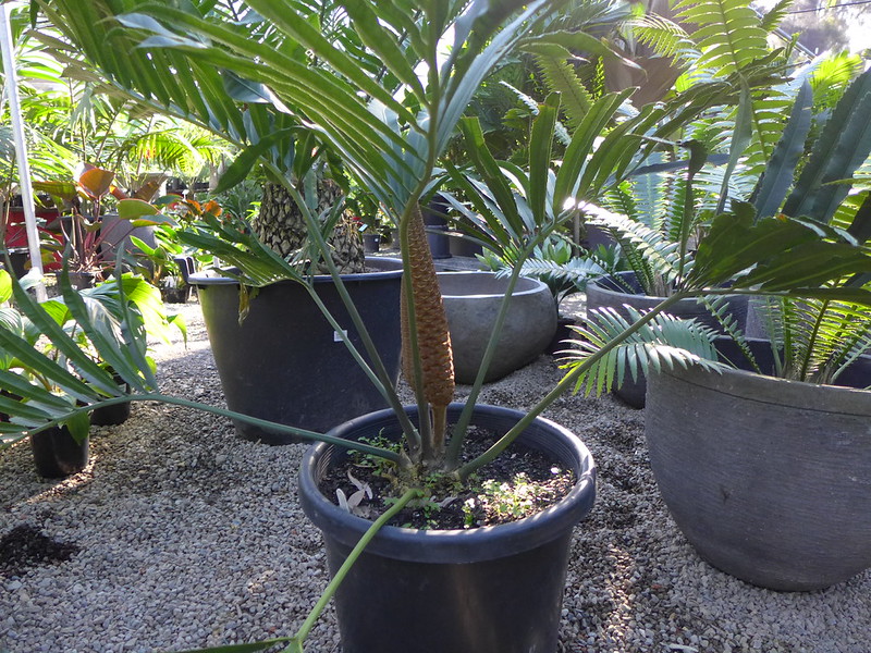 Transplanting Sego Palms A Comprehensive Guide SARPO