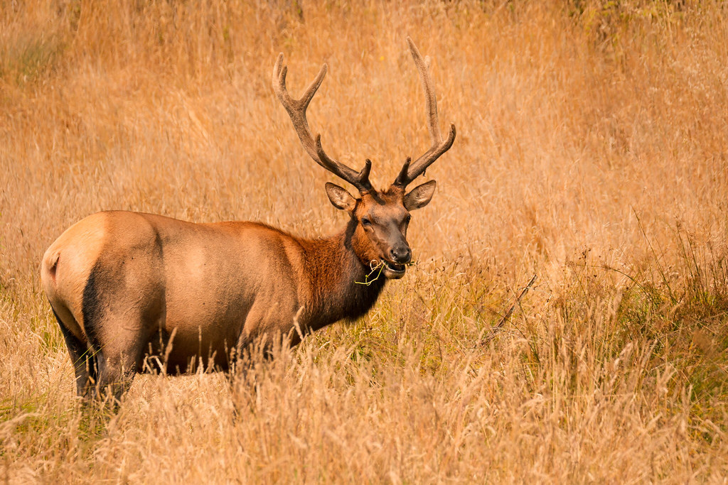 Young Male Elk hanke_silke Flickr