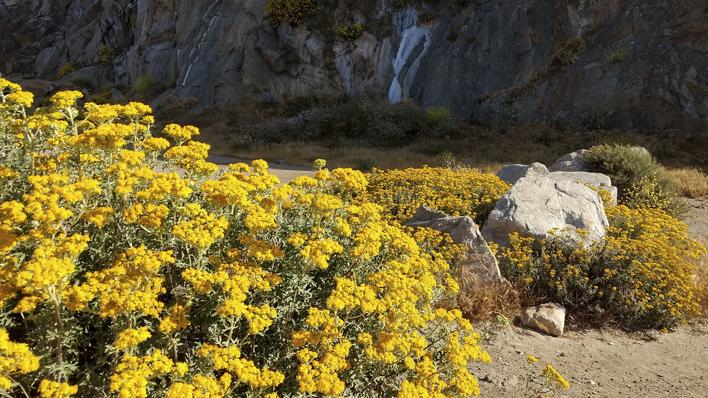 Morro Bay Wildflowers Best Flower Site