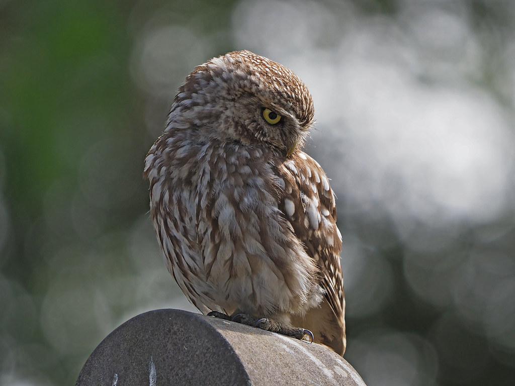 Little Owl, Yorkshire....unfortunately photographing into … Flickr